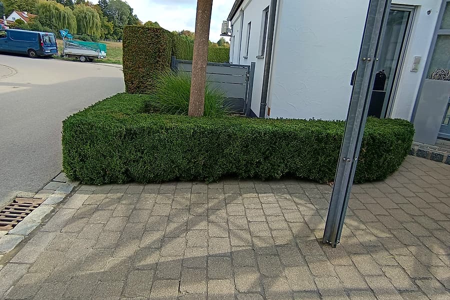 Frisch geschnittene Buchshecke vor einem Wohnhaus